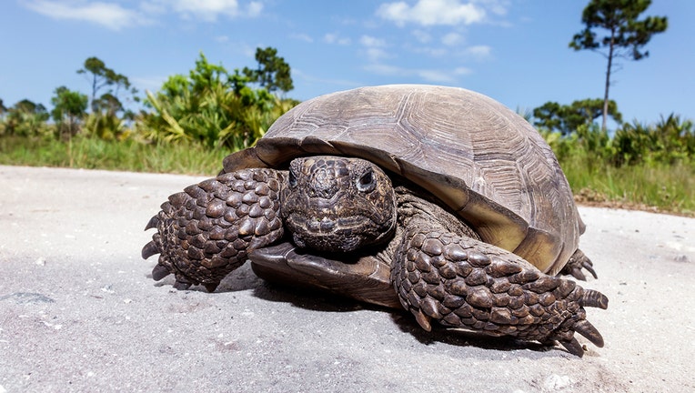 A gopher tortoise at Savannas Preserve State Park.