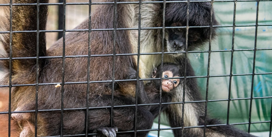 A Day in the Life of our Spider Monkeys - Brevard Zoo