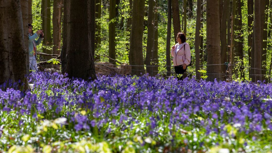 Belgium-bluebells-IV.jpg