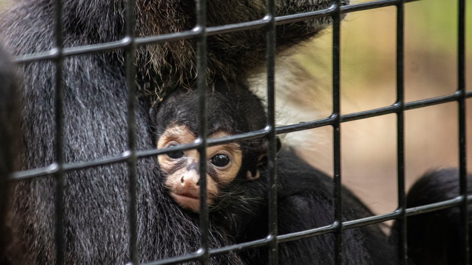 A Day in the Life of our Spider Monkeys - Brevard Zoo