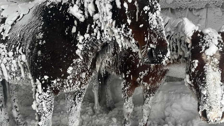 Frozen-horses-edit.jpg