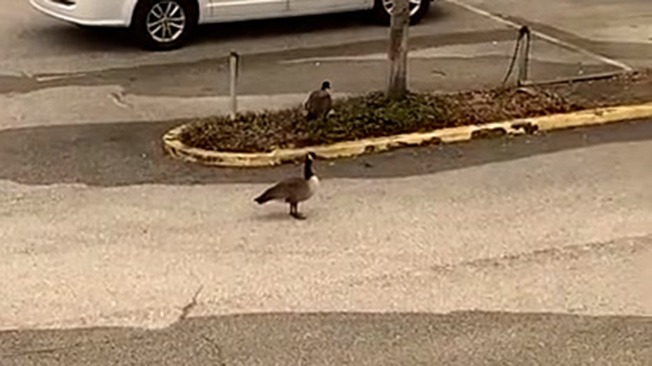 Storyful-271425-Goose_Attacks_Woman_Who_Steps_Too_Close_to_Nest_at_Jacksonville_Parking_Lot.00_02_23_06.Still003.jpg