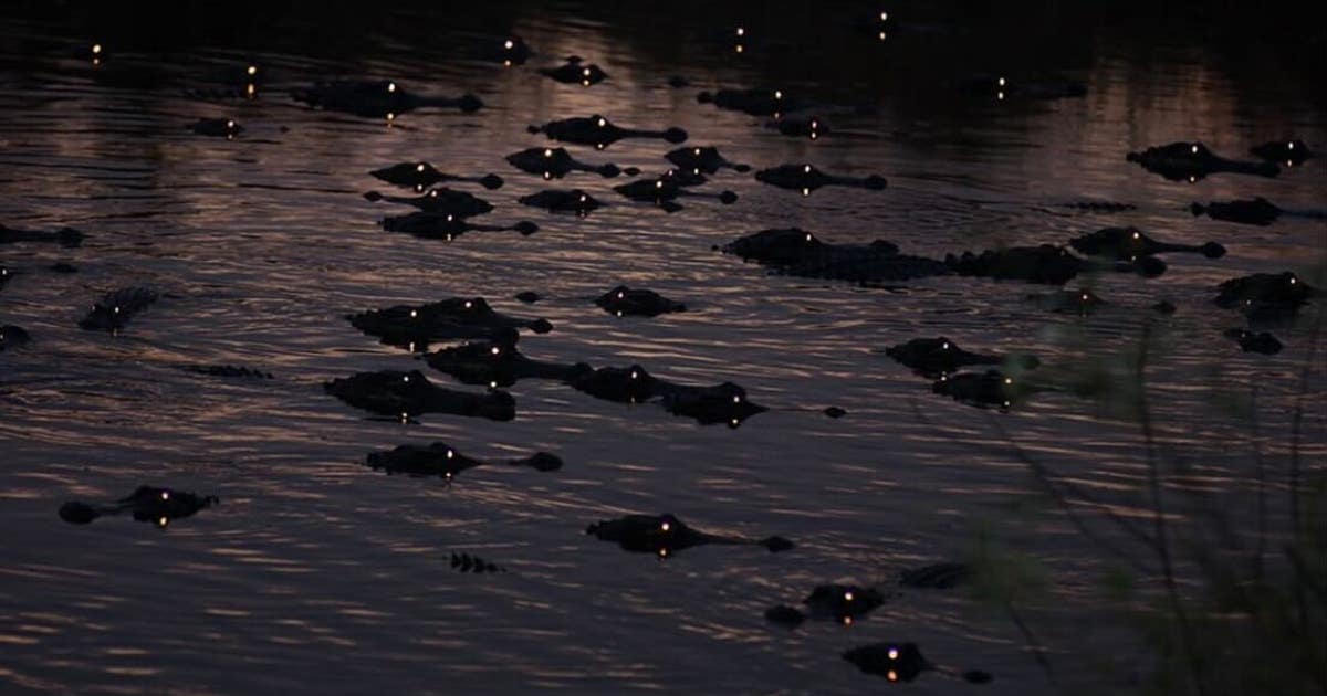 Photos show dozens of Florida alligators with 'glowing' eyes at night ...