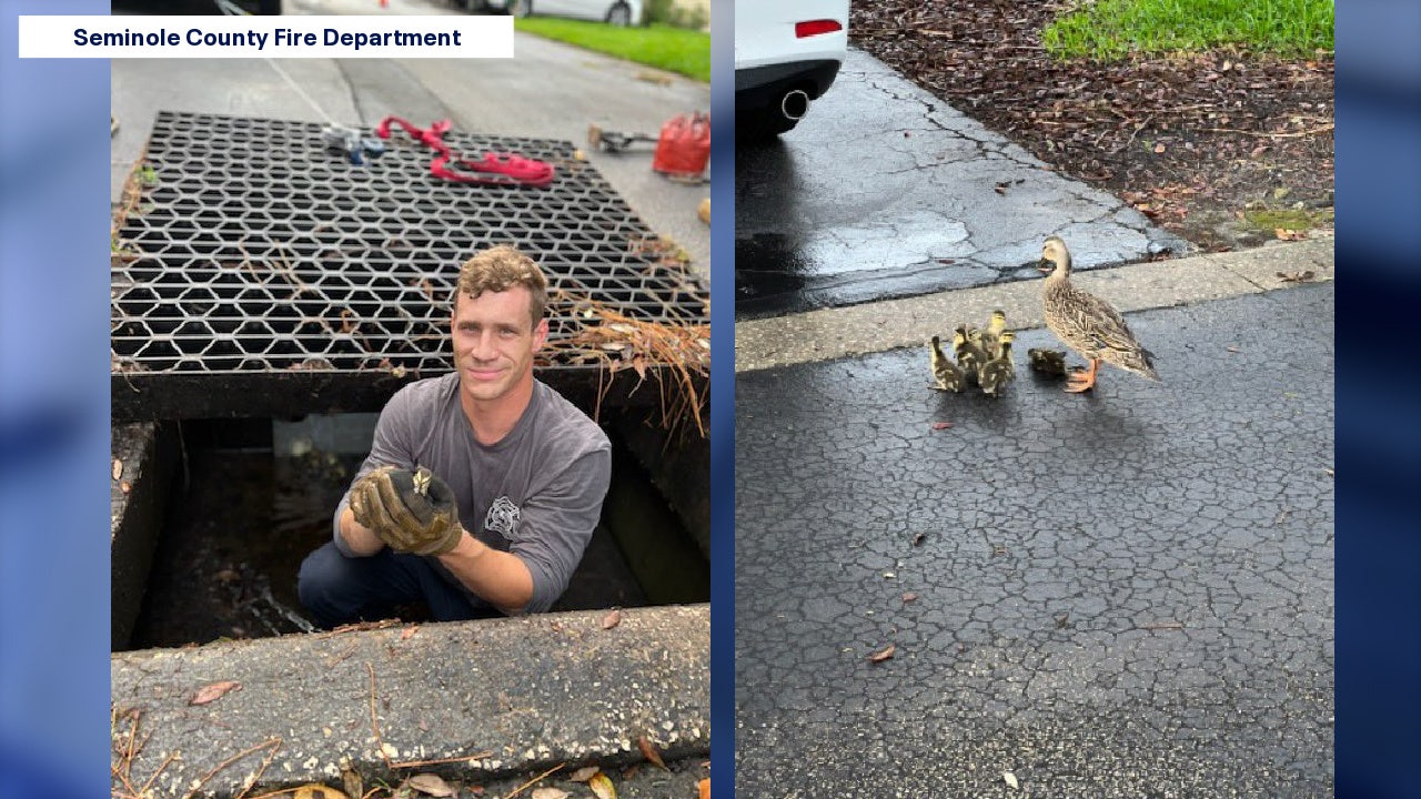 Photos: Seminole County firefighters save baby duck trapped in storm ...
