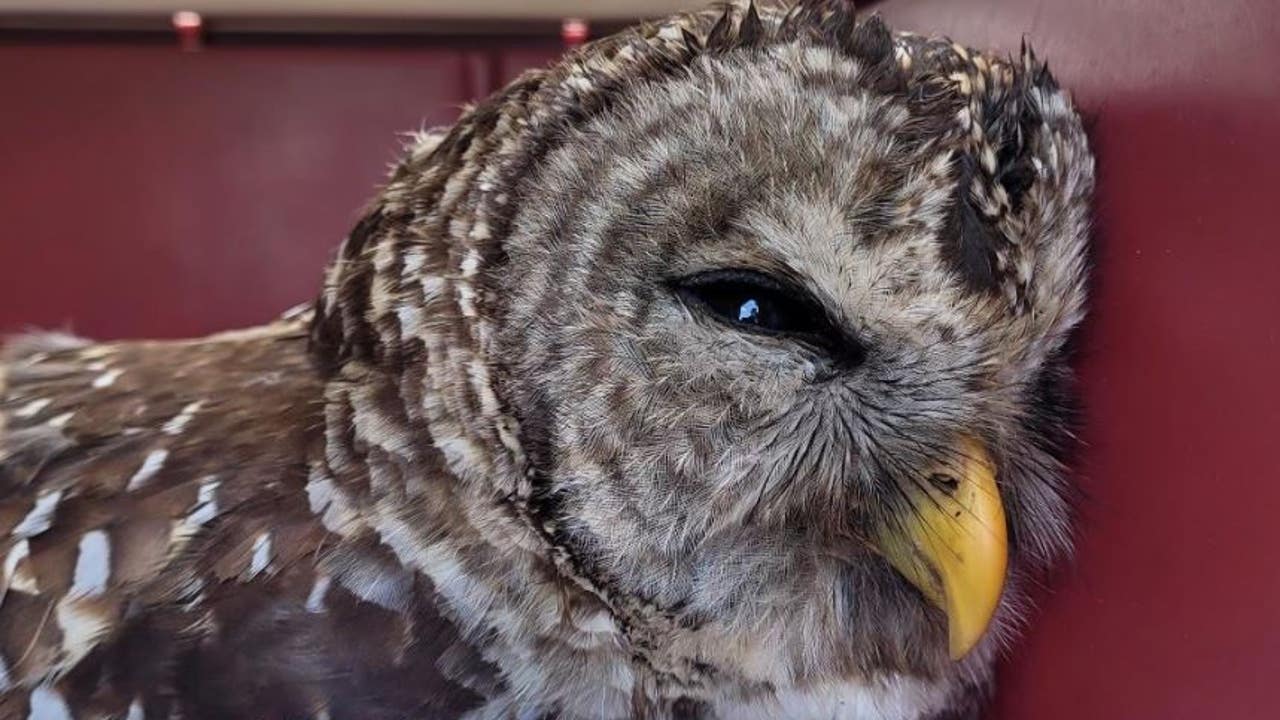 Owl injures feet, legs after landing on electric fence in Flagler County - Vimarsana News