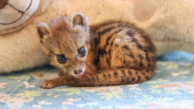 Nashville Zoo welcomes 1st spotted fanaloka born in U.S.