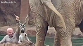 Watch: Man saves drowning antelope after elephant alerts zoo staff