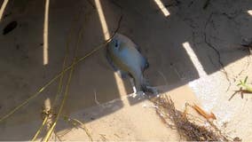 Residents along Orlando's Lake Giles report fish kill