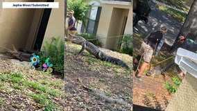 Mystery solved: Alligator responsible for destruction at Florida woman's front door