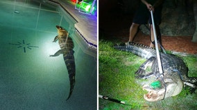 'Check your pool before diving': 10-foot gator takes a dip in Florida family's pool
