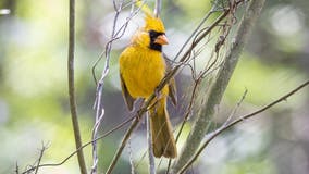 'One-in-a-million' yellow cardinal spotted in Florida