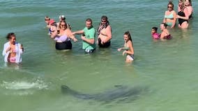 WATCH: Dolphin circles delighted swimmers at Florida beach