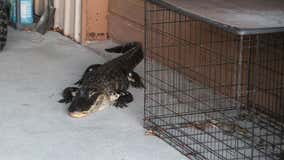 Florida woman jokes about hissing 'puppy' from eBay after finding alligator in garage