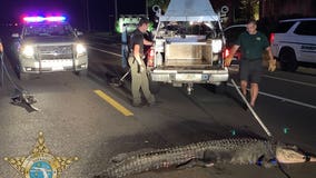 Florida deputies 'arrest' 3 alligators in one spot