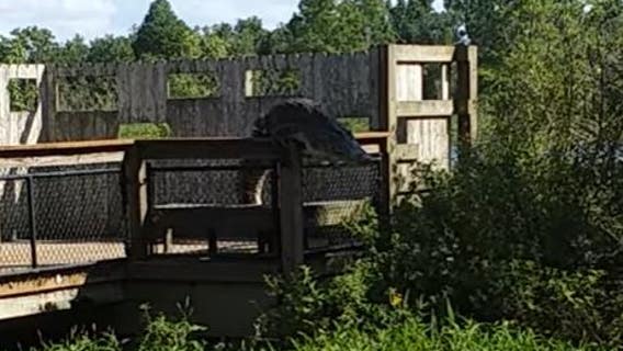 WATCH: Alligator climbs fence at Florida park, backflips into water