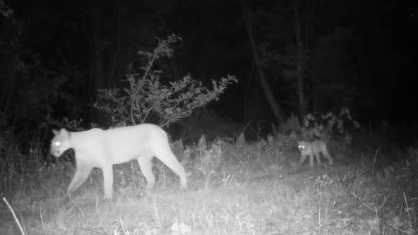 Watch: Florida officials help reunite lost panther kitten with its mother
