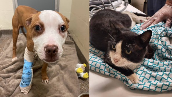 Animal Society offers $5K reward after puppy shot in foot, cat shot in spine