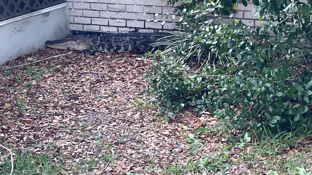 Large alligator killed after found in backyard of Florida home