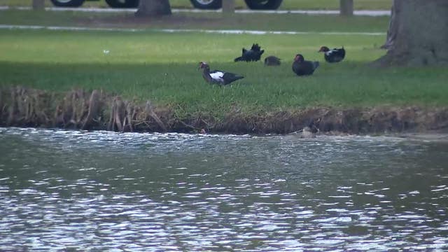 Blue-green algae found at Lake Dot in Sanford