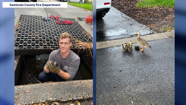 Photos: Seminole County firefighters save baby duck trapped in storm drain