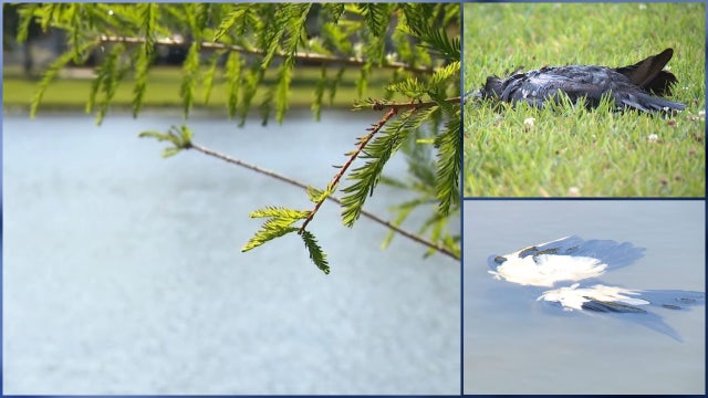 Duck deaths at Lake Dot: Florida activist launches her own investigation, collects water samples