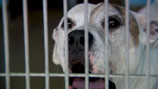 More people surrendering their pets due to relocation concerns, Florida animal shelters say