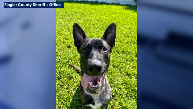 'A little love goes a long way:' Dog shot in face adopted by Florida sheriff's office employee