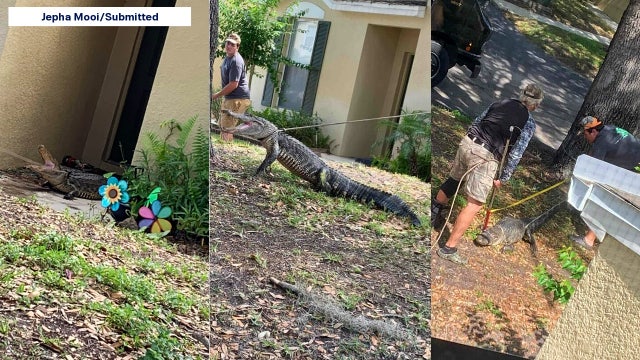 Mystery solved: Alligator responsible for destruction at Florida woman's front door