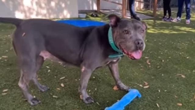 Orange County shelter's longest resident, Blue Diamond, finds forever home