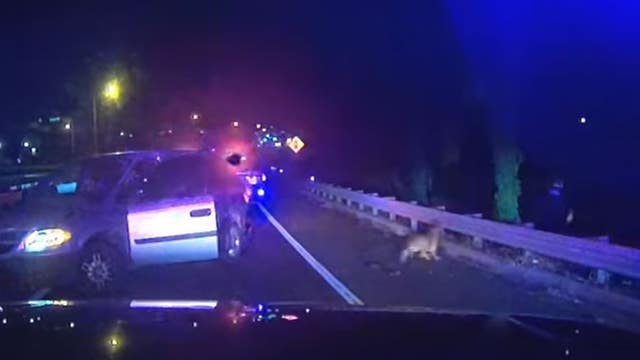 'That's a good boy:' Bodycam video shows K-9 capture man after police chase in Ocala