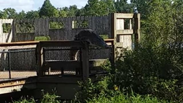 WATCH: Alligator climbs fence at Florida park, backflips into water