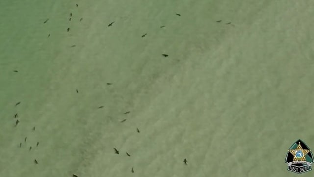Florida deputies warn swimmers after video shows dozens of sharks swimming near sandbar