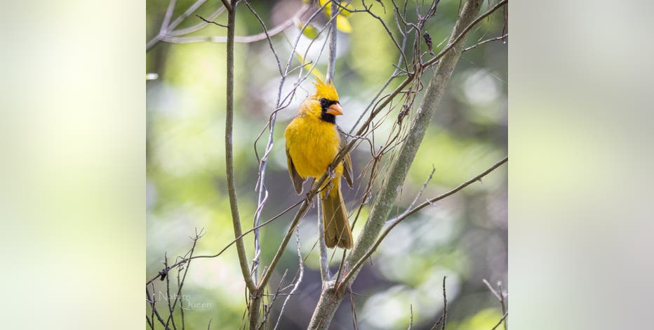 Yellow cardinal, a rare bird, spotted in Port St. Lucie, Florida