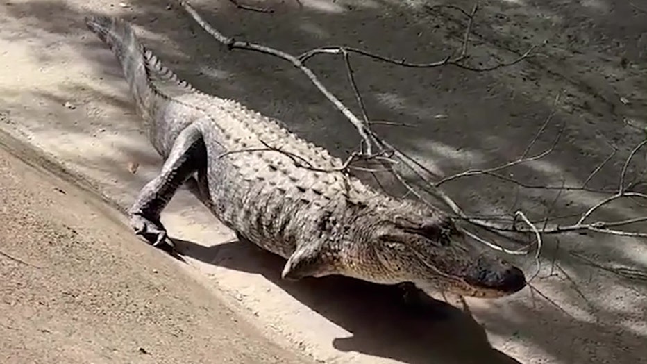 3 legged gator storyful