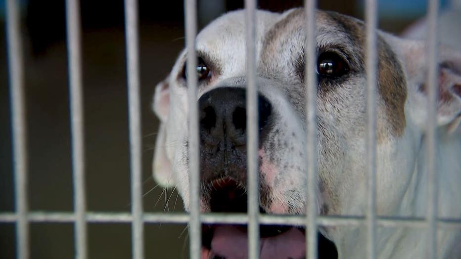 More people surrendering their pets due to relocation concerns, Florida  animal shelters say