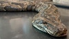 Florida python sets new state record at almost 18 feet, 215 pounds