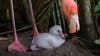 Adorable! Baby flamingo hatches at Discovery Cove in Orlando