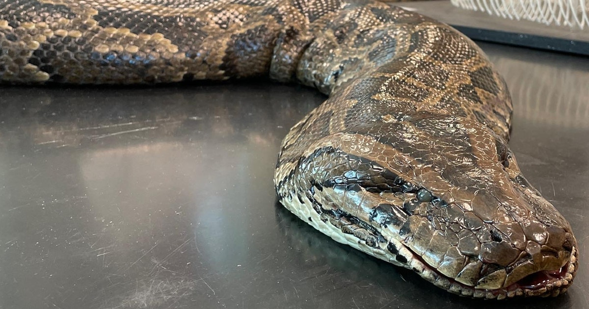 Florida python sets new state record at almost 18 feet, 215 pounds ...