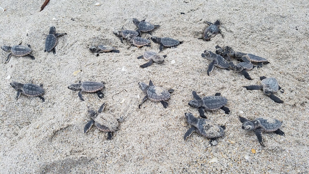 'Very excited': Volusia County beaches see record number of turtle nests; how to help protect the hatchlings - Vimarsana News