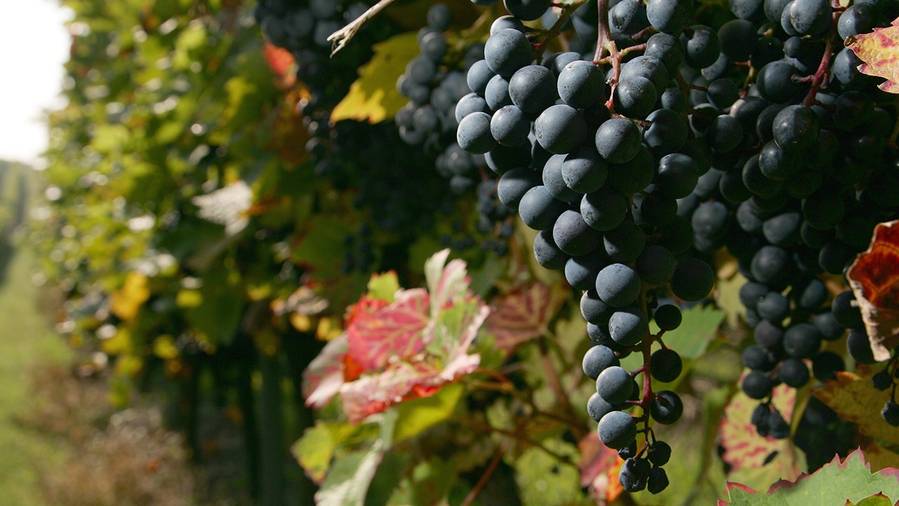 Airbnb adds 'vineyards' category for your next winery getaway - Vimarsana News