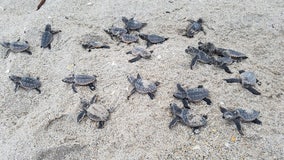 'Very excited': Volusia County beaches see record number of turtle nests; how to help protect the hatchlings