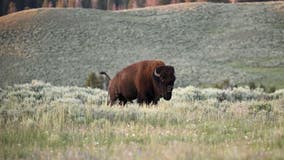 Bison gores woman, tosses her 10 feet in Yellowstone after getting too close