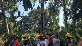 Firefighters rescue tree trimmer pinned under branch while several feet above ground