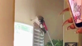 Momma raccoon chases down Orlando woman and her dog