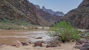 Woman dies after being caught in Colorado River current in Grand Canyon, officials say