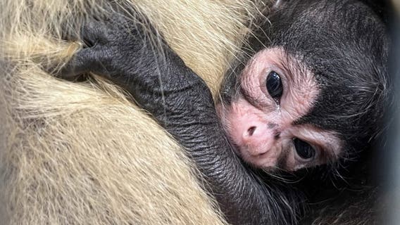 Brevard Zoo welcomes new infant black-handed spider monkey