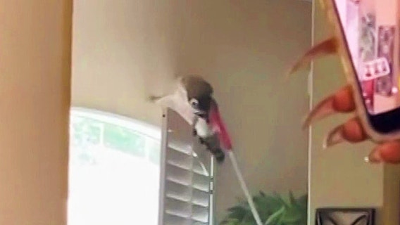 Momma raccoon chases down Orlando woman and her dog