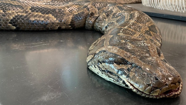 Florida python sets new state record at almost 18 feet, 215 pounds