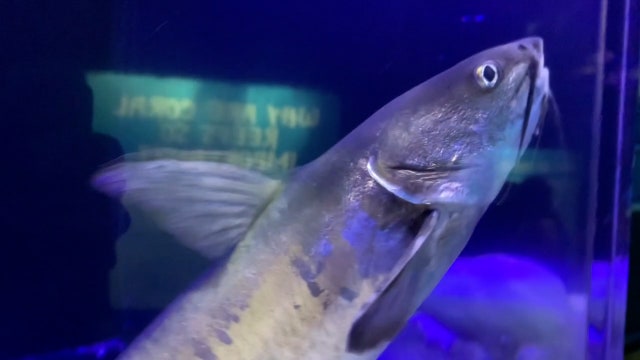 Experts warn of dangers of handling catfish after 9-year-old boy stabbed by barb in Pasco County