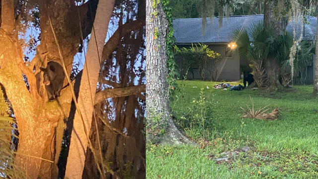 Police warn of bears in this Daytona Beach community